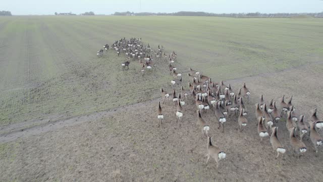 Large Herd of Sika deer (Cervus nippon) Running On Agricultural Field Create Damage To the Crop - Aerial Drone Shot