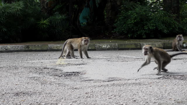 Group Of Long-tailed Macaque Monkey At The Urban Park In Kuala Lumpur, Malaysia.