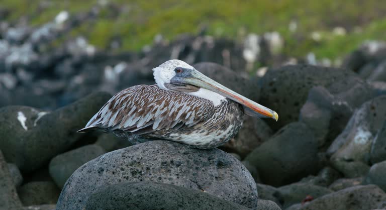 The Brown Pelican bird sitting on a rock and folding its body.