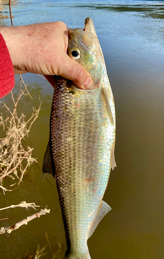 Photo of big hickory shad caught from the Potomac River in Washington DC.