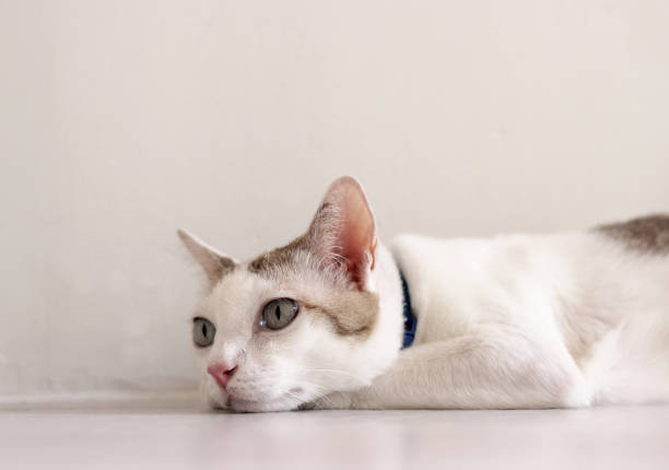 White Scottish cat head at curtain looking away with curious and amazed interested emotion expression.