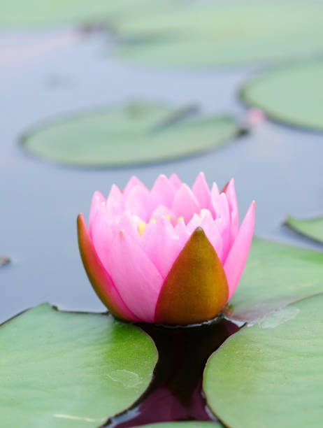 istock A Blooming Pink Water Lily 2149052670