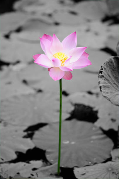 istock A Large Pink Lotus Isolated in Black and White 2149052675