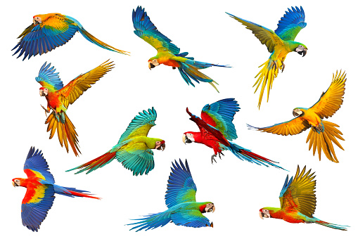 Colorful flying Macaw parrots isolated on white background.