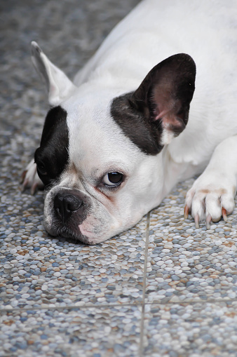 dog or French bulldog , sleepy French bulldog on the floor