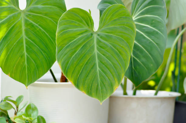 istock Philodendron Gloriosum ,Philodendron plant 2149053829