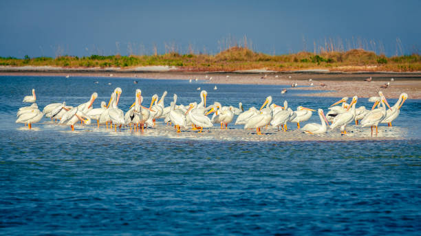 istock Pod of pelicans 2149053860