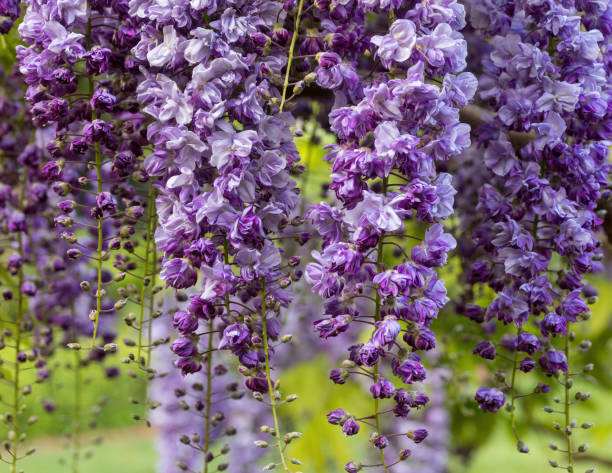 Wisteria Floribunda 'Violacea Plena' climbing vine in bloom.