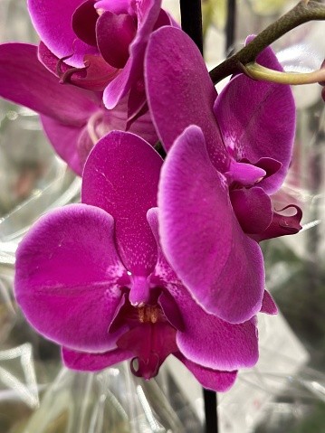 Colombian orchids