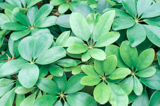 istock Tropical green leaves schefflera close-up, abstract natural background. 2149056761