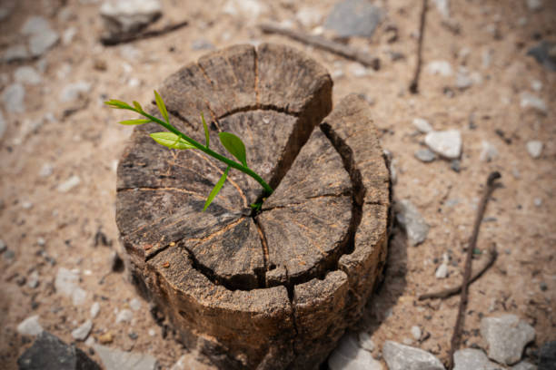 istock A tree stump with a small green leaf sprouting from it. The stump is surrounded by rocks and dirt. 2149057009