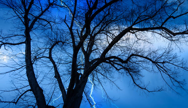 istock Lightning strike on a dark blue sky over silhouette of dead tree 2149057363