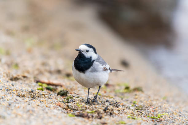 istock Wagtail sits on the ground with a beautiful blurred background. 2149057933