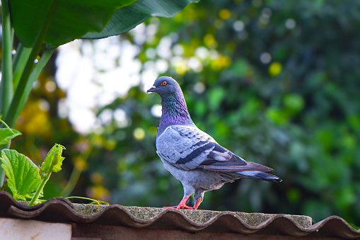 A beautiful pigeon perched on the roof with a background of green leaves