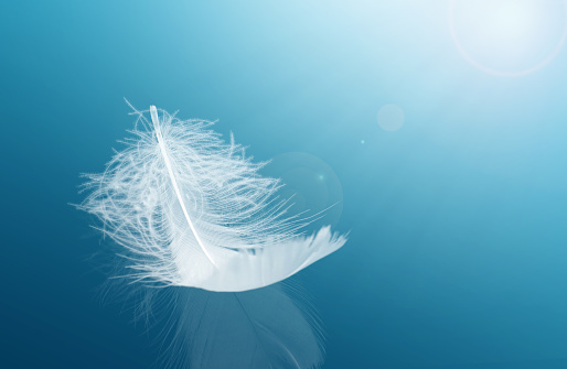 The Sunlight Shines on The feather. Single White Feather with Refection on Floor. Beautiful Feather Abstract Background.