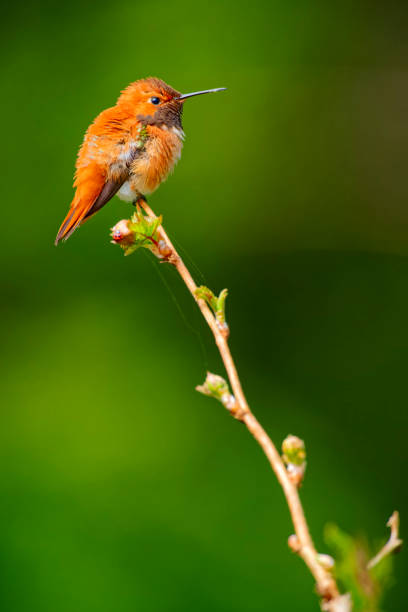 istock Birds on Vancouver Island British Columbia 2149058291