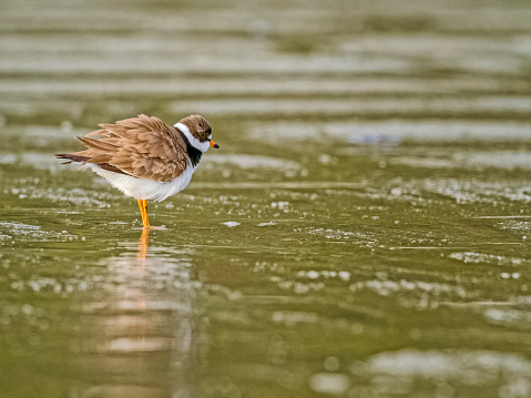 Common ringed plover on the shoreline of Pacific Rim National Park on Vancouver Island, British Columbia