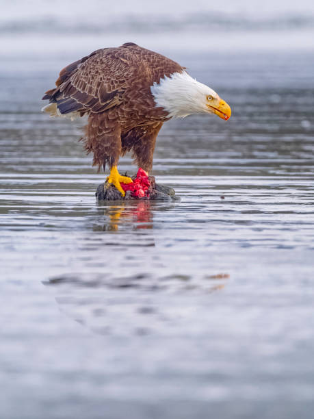 istock Birds on Vancouver Island British Columbia 2149058395