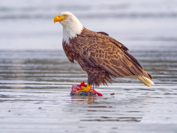 istock Birds on Vancouver Island British Columbia 2149058398
