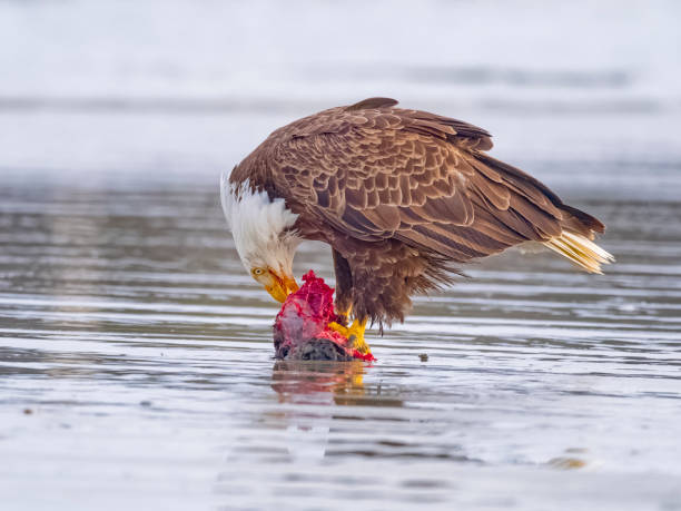 istock Birds on Vancouver Island British Columbia 2149058399
