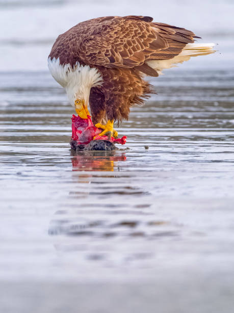 istock Birds on Vancouver Island British Columbia 2149058400