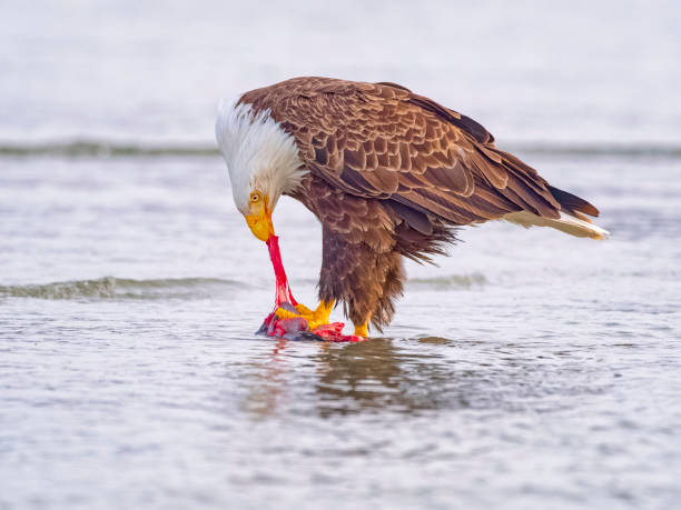 A common buzzard (Buteo buteo) swoops down to catch its prey in a serene lakeside setting.
