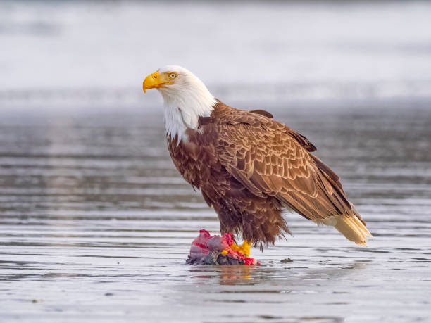 istock Birds on Vancouver Island British Columbia 2149058404