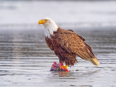 Bald Eagle dining on an animal carcass on the sores of the Pacific Rim National Park on Vancouver Island, British Columbia