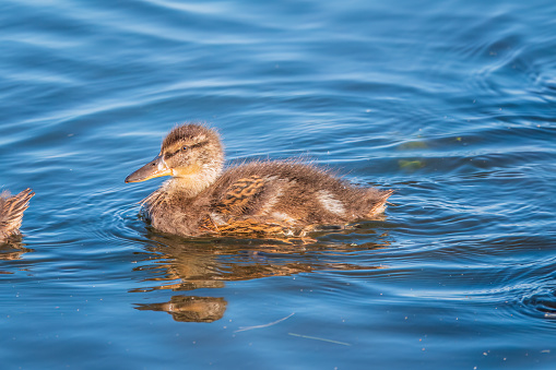 A family of ducks, a duck and its little ducklings are swimming in the water. The duck takes care of its newborn ducklings. Ducklings are all together included. Mallard, lat. Anas platyrhynchos