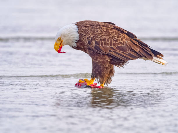 istock Birds on Vancouver Island British Columbia 2149058409