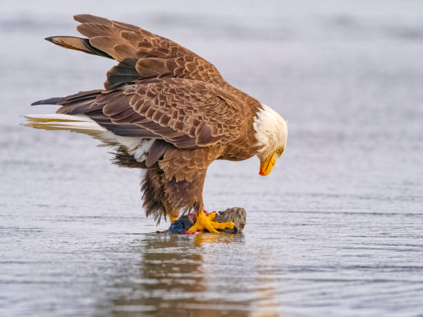 istock Birds on Vancouver Island British Columbia 2149058415