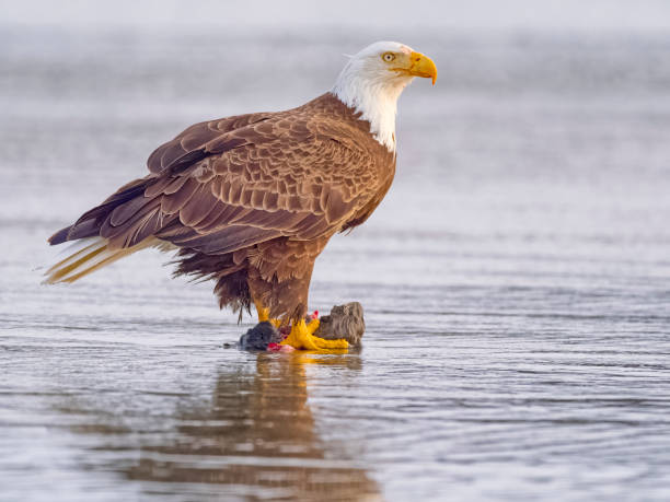 istock Birds on Vancouver Island British Columbia 2149058419