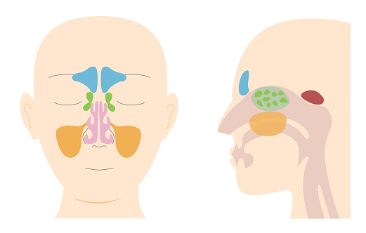 Illustrative illustrations of the anatomy of the paranasal sinuses from frontal and lateral sagittal plane views
