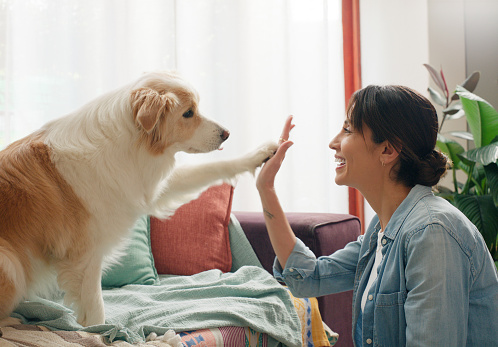 Woman, dog and paw high five in home or learning trick on sofa for animal behaviour, obedience or support. Female person, pet and owner best friend or bonding together in apartment, playing or happy
