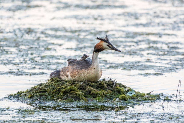 istock Great Crested Grebe, Podiceps cristatus, water bird sitting on the nest, nesting time on the green lake 2149058754