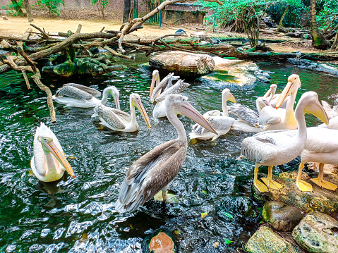 Pelican bird wildlife swimming in ponds and walking on rocks