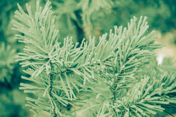 Pine branches are covered with ice after freezing rain. Nature winter background. Winter nature. Christmas background with gradient color