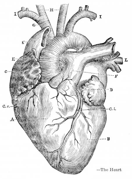 istock The Heart anatomy engraving 1881 2149060486