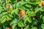 Autumn or summer nature background with rose hips branches in the sunset light. The rose hip or rosehip, also called rose haw