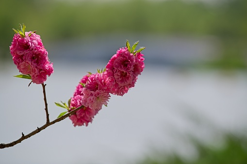 Cherry tree blooming at public park in Beijing at end of spring time.