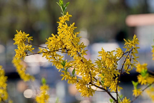 Forsythia or happiness tree blooming in Beijing in a spring time.