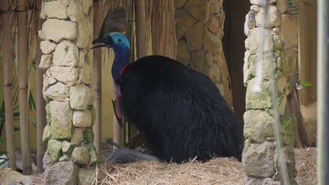 Cassowary perched in its nest amidst stone columns.