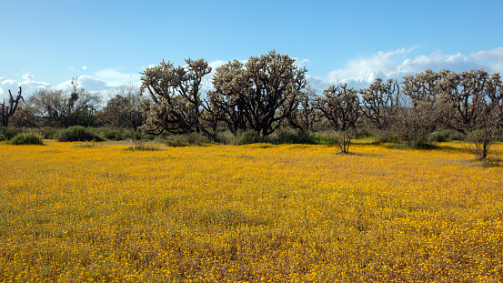 Desert meadow with yellow sage wildflowers and jumping cholla cactus  in the Sonoran Arizona desert in United States