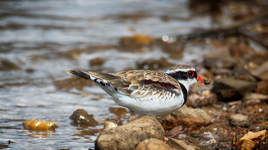 Tiny black-fronted dotterel by the water’s edge