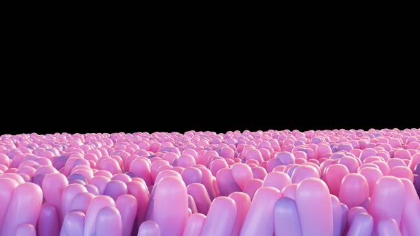 istock 3d rendering of the intestinal epithelium cells 2149061758