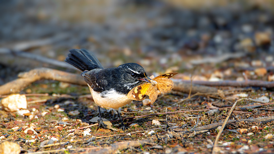 Small black and white fantail bird eating a butterfly on the ground