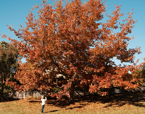Young Asian woman standing under a huge tree with orange-red leaves, photographing. Shot at Arrowtown, New Zealand