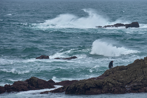 Baiona, Pontevedra, Spain; October,26,2022: Fisherman in a wetsuit in his dangerous job collecting barnacles on the rocks of the Cabo Silleiro Breakwater in Baiona, Galicia