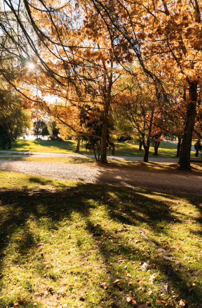istock The early morning sun illuminates Wanaka's forests in autumn 2149062261