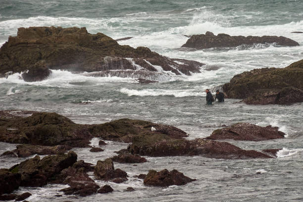 Baiona, Pontevedra, Spain; October,26,2022: Fisherman in a wetsuit in his dangerous job collecting barnacles on the rocks of the Cabo Silleiro Breakwater in Baiona, Galicia